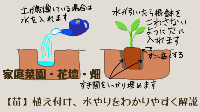 【苗】の植え付け・水やり方法をわかりやすく解説します