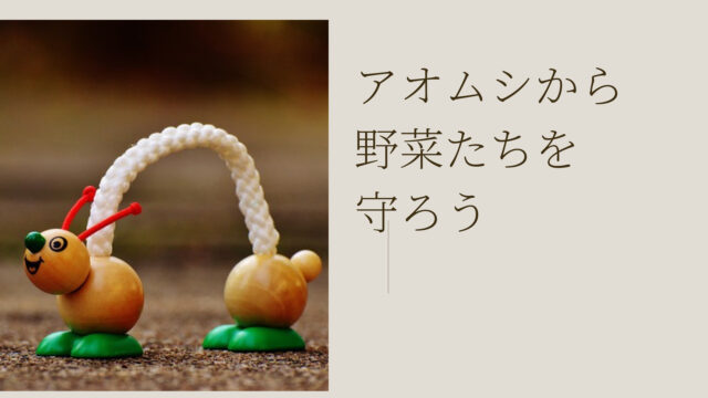 青虫対策 野菜たちを守ろう ネコのいる生活